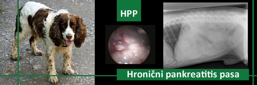 Hronični pankreatitis pasa – HPP